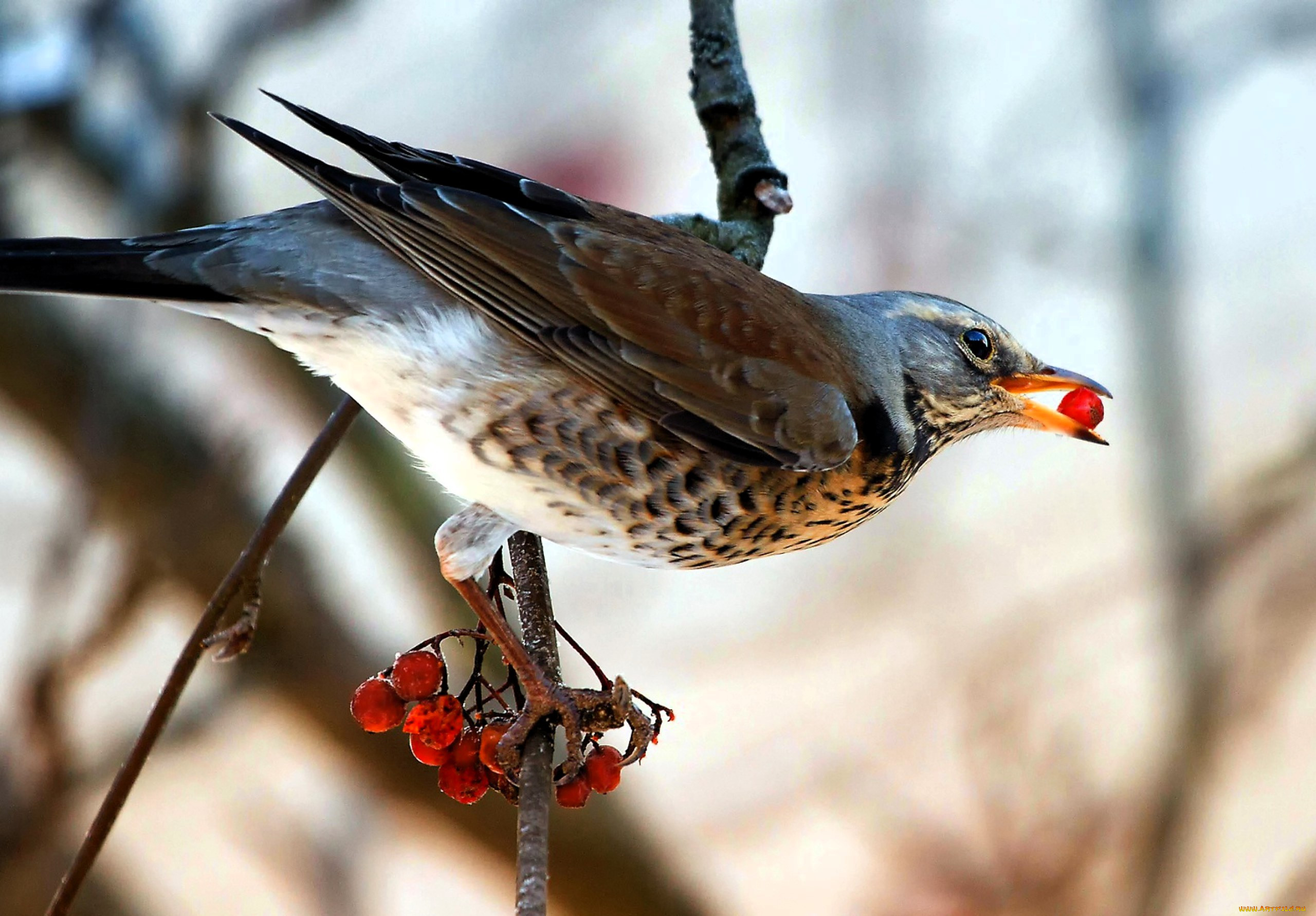 ��������, �����, �����, �����, �����, ������, �����, ������